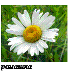 ромашка