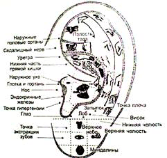 Ухо