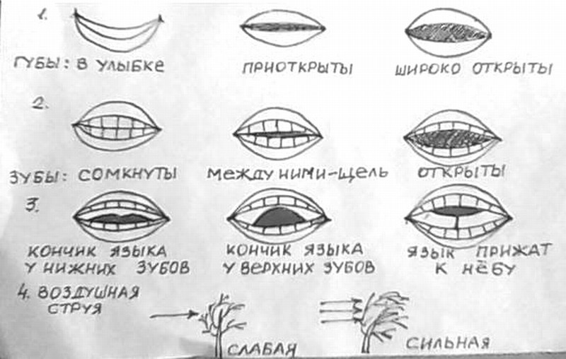 Варианты расположения органов