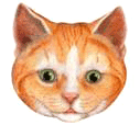 У кошки