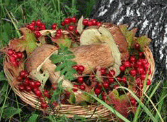 Грибы