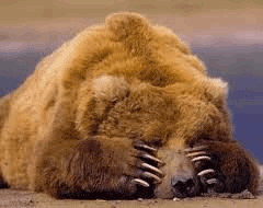 Кто спит зимой?