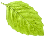 Листик