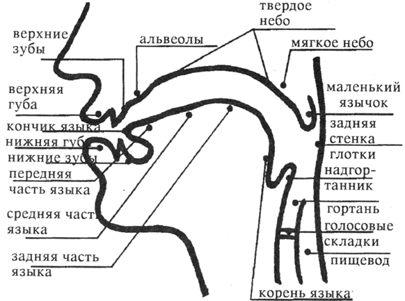 Схема артикуляционного аппарата